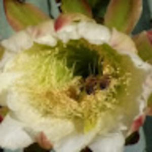 Meet your Posher, Jin ku